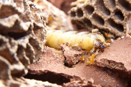 Termite inflicting damage
