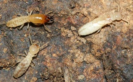Columbia SC termite control 1