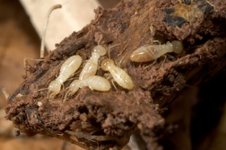 Termites eating wood