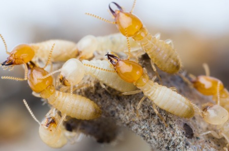 Termites in Columbia SC